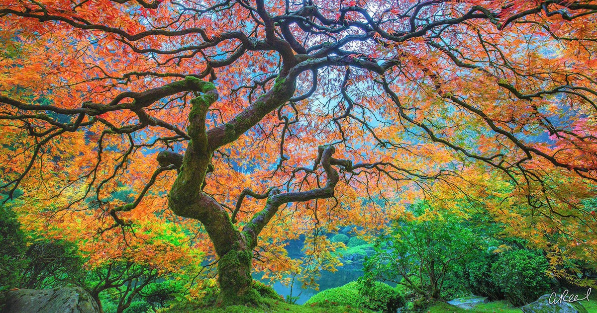 Fotografía artística de naturaleza ile ilgili görsel